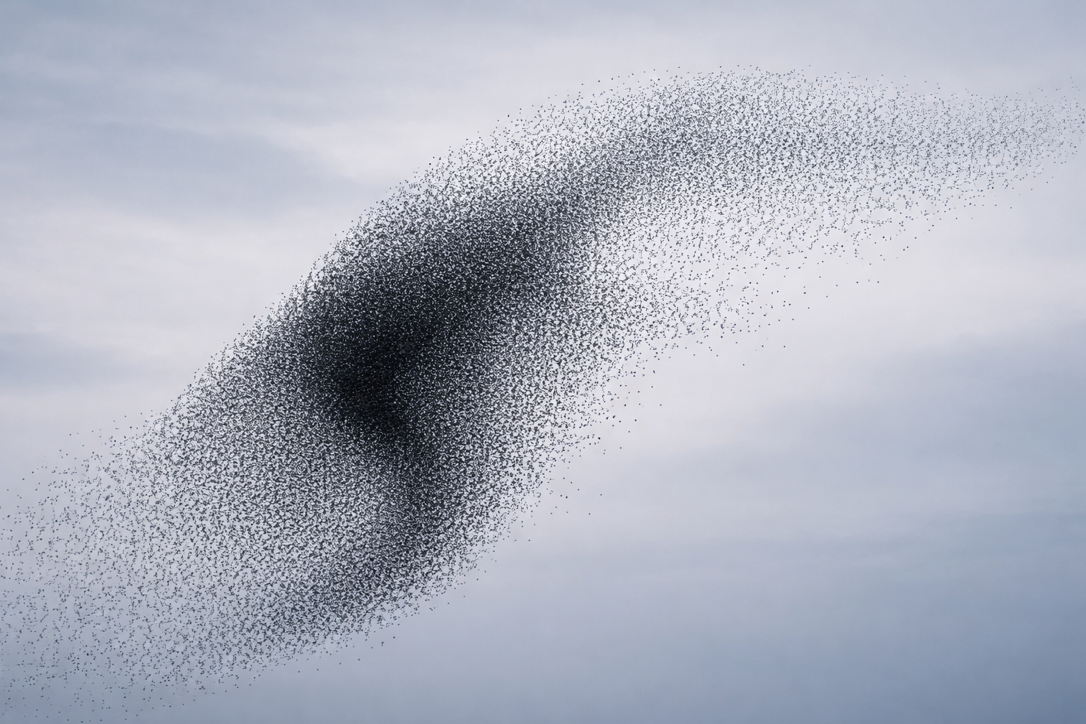 A murmuration of birds at dusk